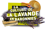 La culture de la lavande en Baronnies